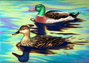 mallard-colors-sml