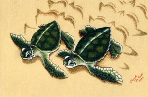 Baby Sea Turtles
