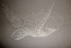 seaturtle1