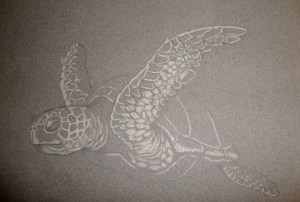 seaturtle2