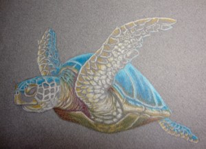 Seaturtle progress photo