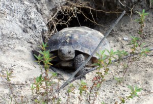 The best shot I've gotten of one of these tortoises, taken just recently. 