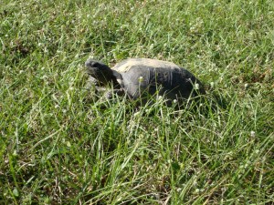 Same individual out foraging.