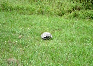 The first tortoise I ever got a good photo of. 