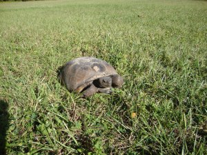 The 2nd individual I got photos of. This one had a slight reddish tint to the shell, along with some sand left from the burrow.