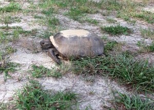 Another colony member, possibly female because of size. 