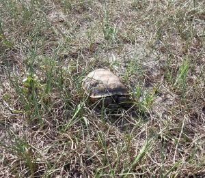 Youngest gopher tortoise I've seen yet. He/she may only be a few years old.