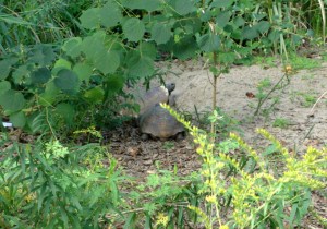 Possibly a male visiting a female burrow just a few yards from his.