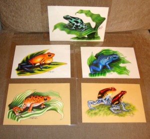 dartfrog collection
