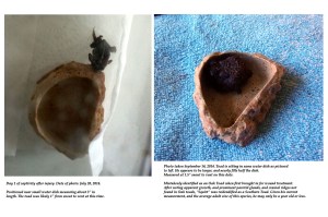 size-growth comparison