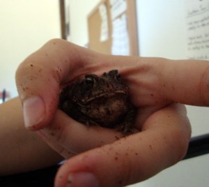 toadinhand