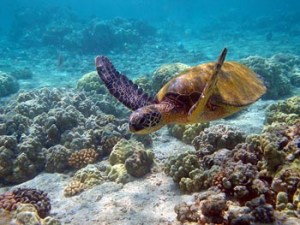 green_sea_turtle_1