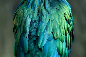 pretty feathers