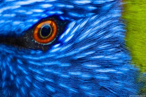 birds-eye