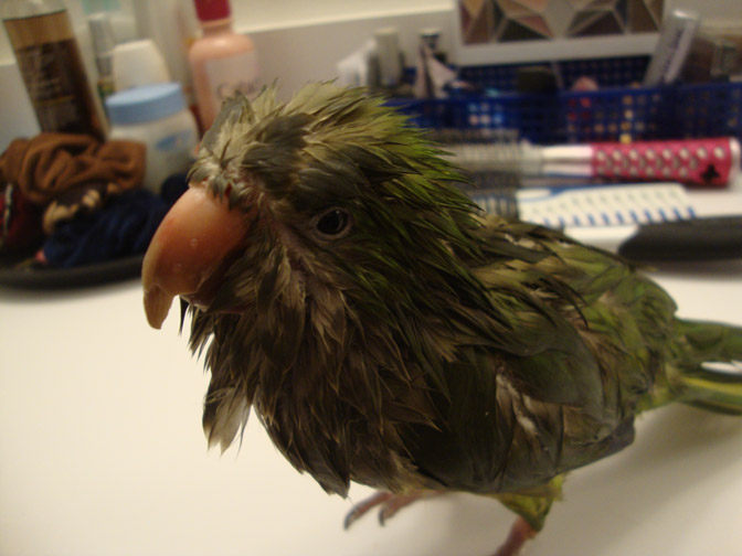 Riko after a good shower