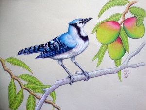 Blue Jay's Mangoes 11" x 14" 