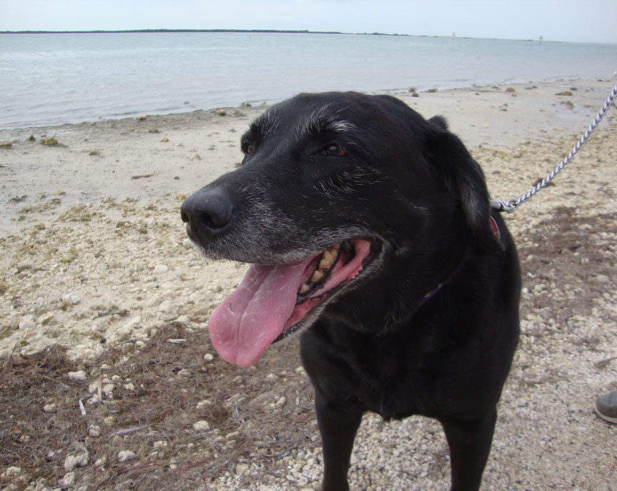 Miss Bella bein' happy at the beach. Plenty of new smells to get into. 