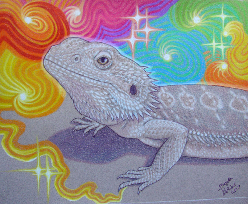 Beardie Comm1