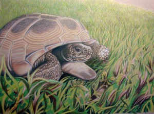 tortoise gopher