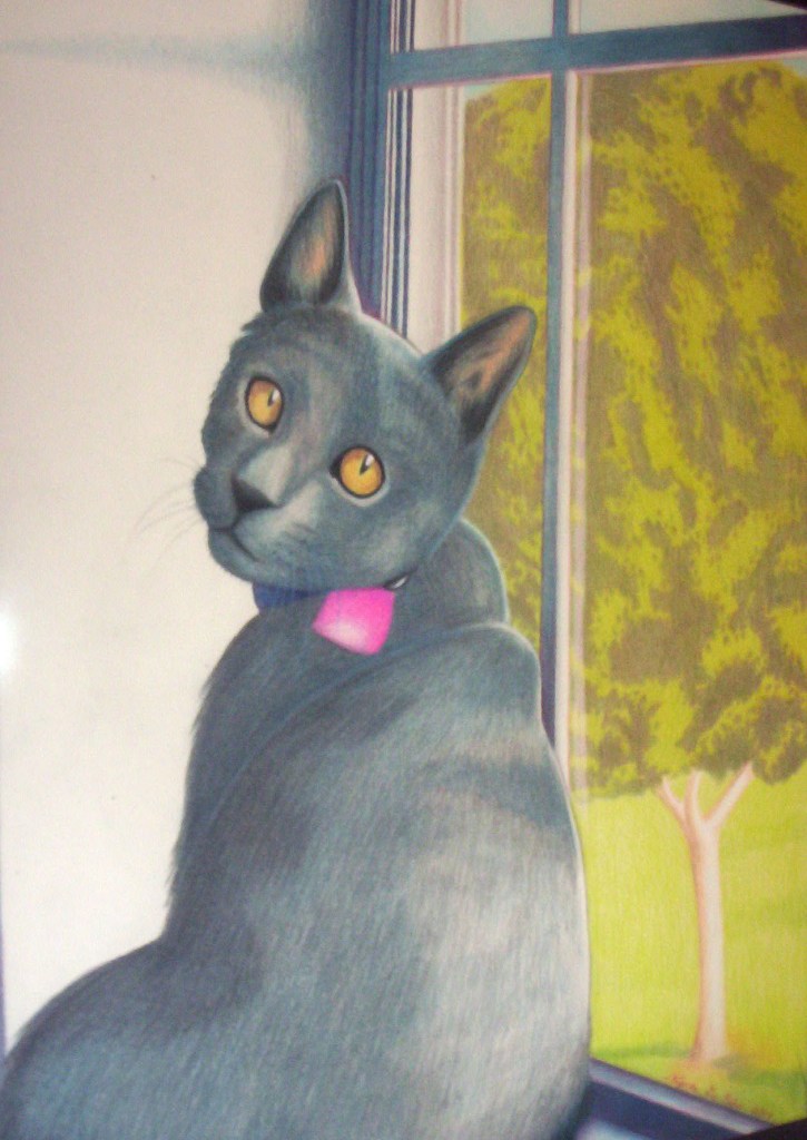 cat pet portrait kitten