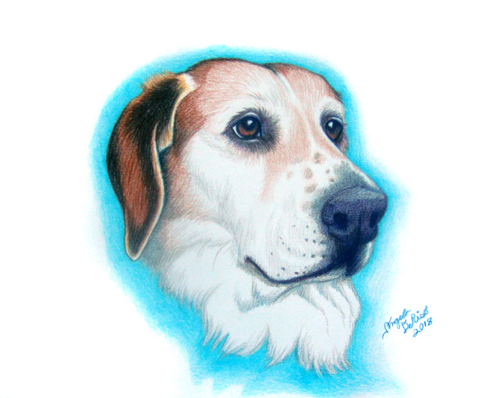 dog beagle puppy memorial puppy pet portrait