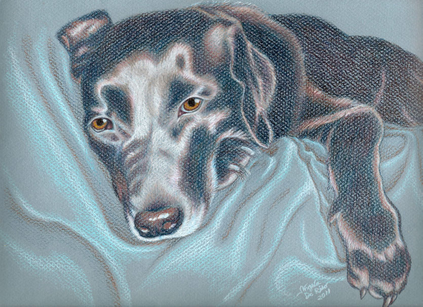 dog puppy pet portrait